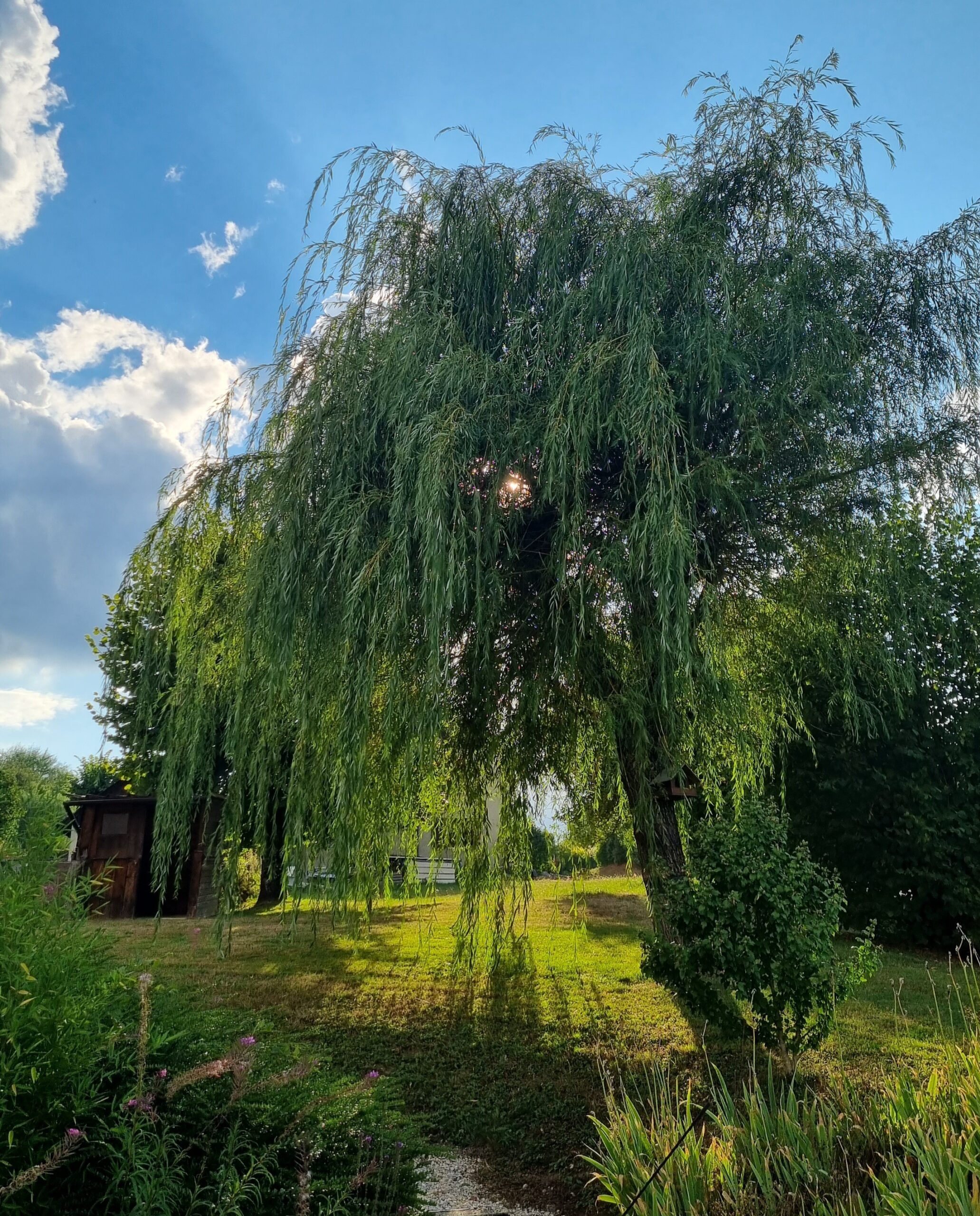 Jardin : pièce importante de la maison